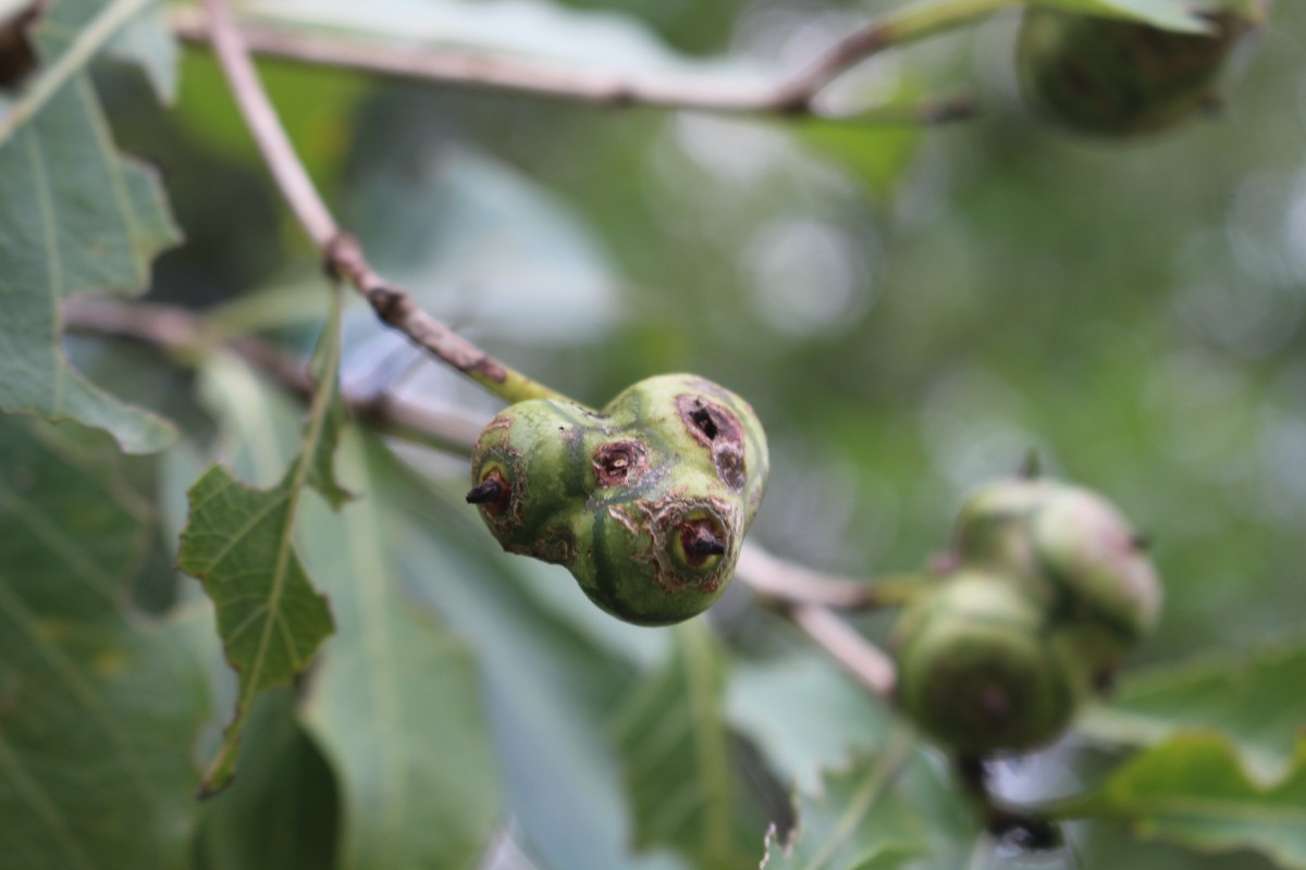 Morinda coreia Buch.-Ham.